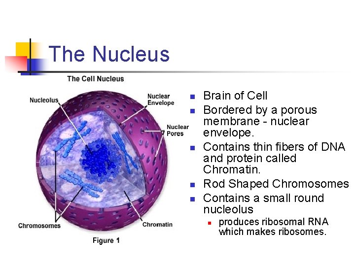 The Nucleus n n n Brain of Cell Bordered by a porous membrane -