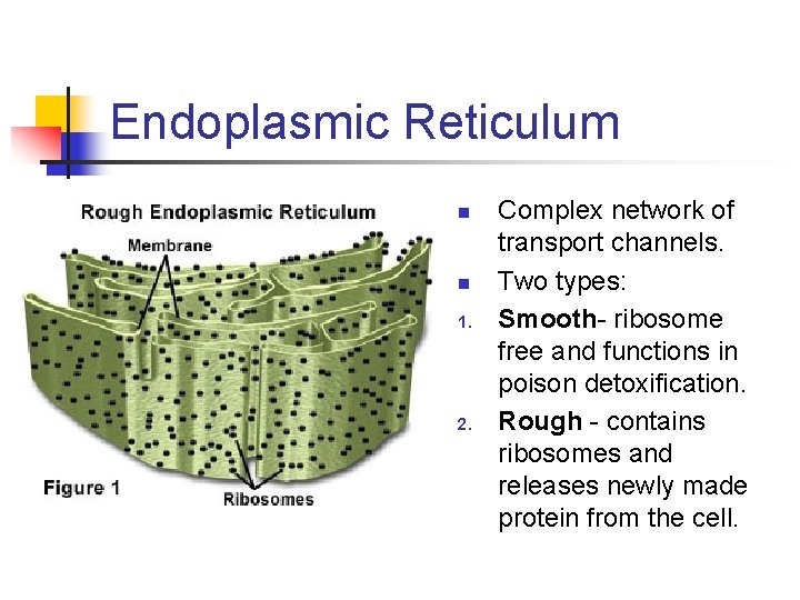 Endoplasmic Reticulum n n 1. 2. Complex network of transport channels. Two types: Smooth-