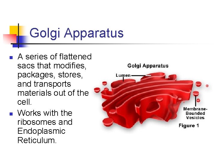Golgi Apparatus n n A series of flattened sacs that modifies, packages, stores, and