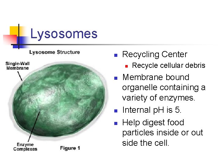 Lysosomes n Recycling Center n n Recycle cellular debris Membrane bound organelle containing a