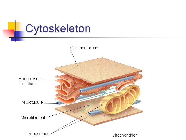 Cytoskeleton Cell membrane Endoplasmic reticulum Microtubule Microfilament Ribosomes Mitochondrion 