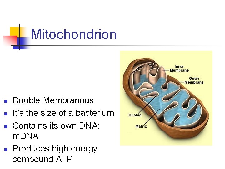 Mitochondrion n n Double Membranous It’s the size of a bacterium Contains its own