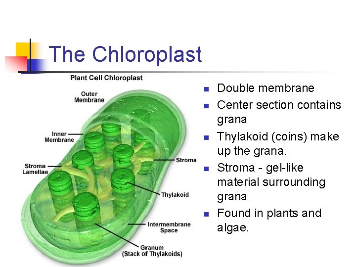 The Chloroplast n n n Double membrane Center section contains grana Thylakoid (coins) make