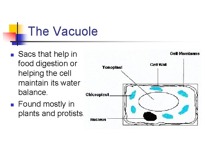 The Vacuole n n Sacs that help in food digestion or helping the cell