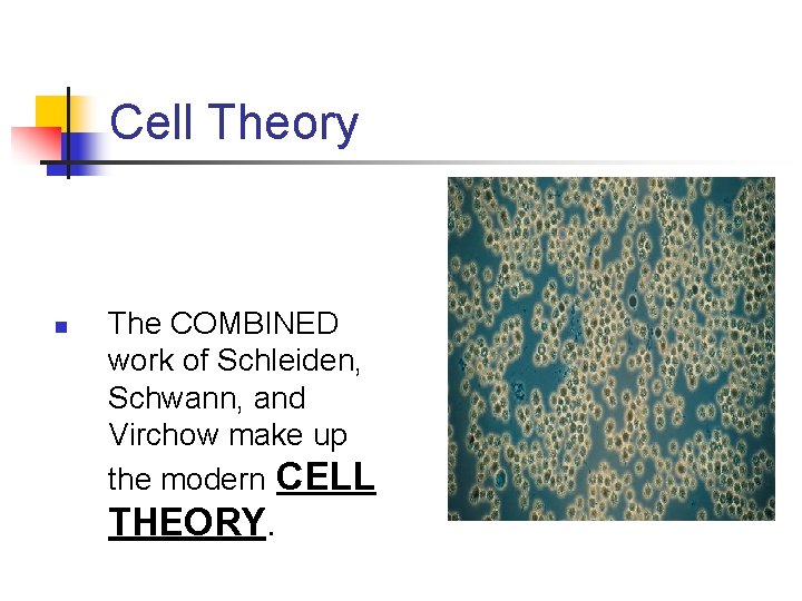 Cell Theory n The COMBINED work of Schleiden, Schwann, and Virchow make up the