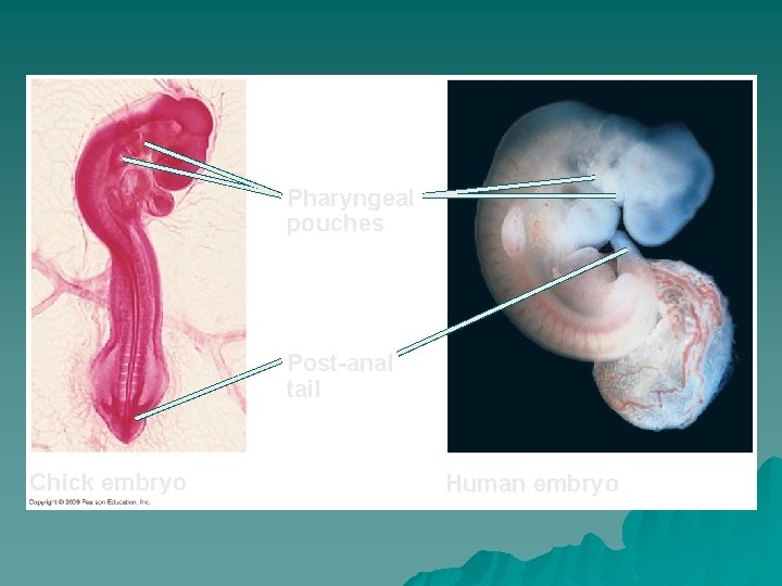 Pharyngeal pouches Post-anal tail Chick embryo Human embryo 