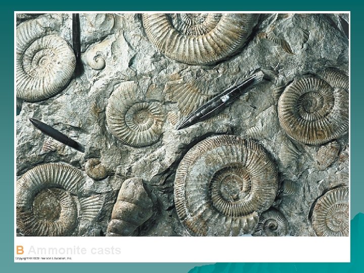 B Ammonite casts 