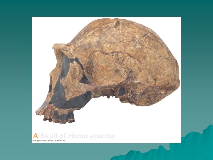 A Skull of Homo erectus 
