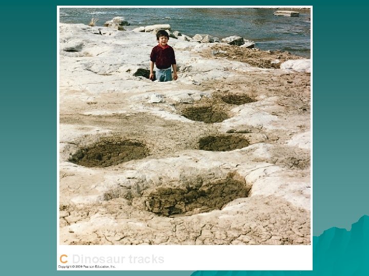 C Dinosaur tracks 