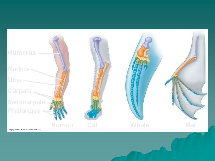 Humerus Radius Ulna Carpals Metacarpals Phalanges Human Cat Whale Bat 