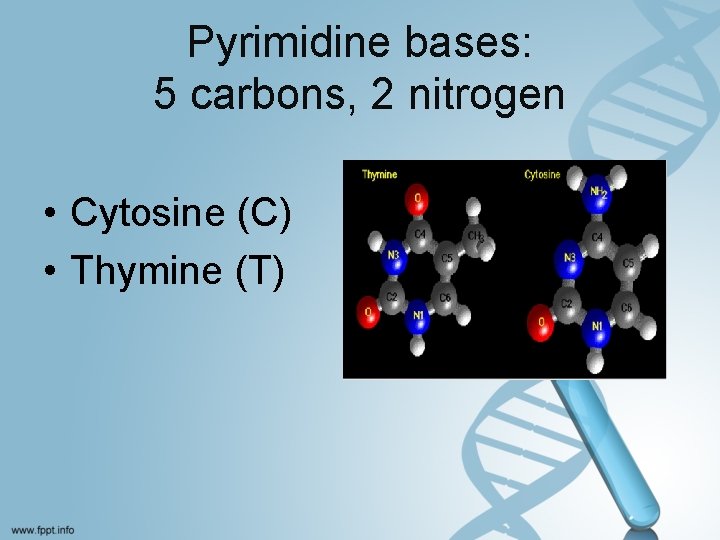 Pyrimidine bases: 5 carbons, 2 nitrogen • Cytosine (C) • Thymine (T) 
