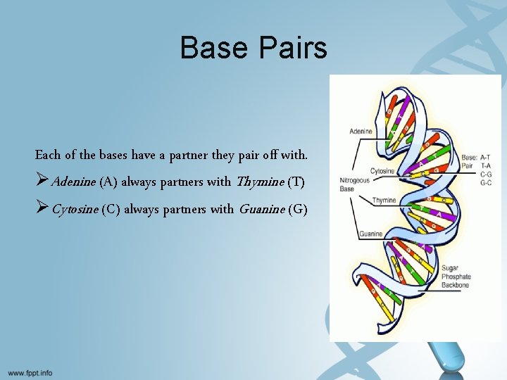 Base Pairs Each of the bases have a partner they pair off with. ØAdenine