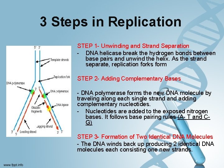 3 Steps in Replication STEP 1 - Unwinding and Strand Separation - DNA helicase