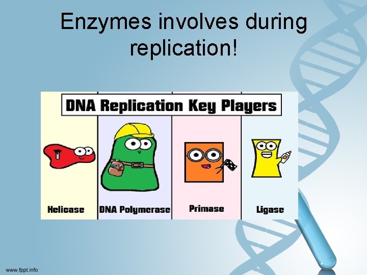 Enzymes involves during replication! 
