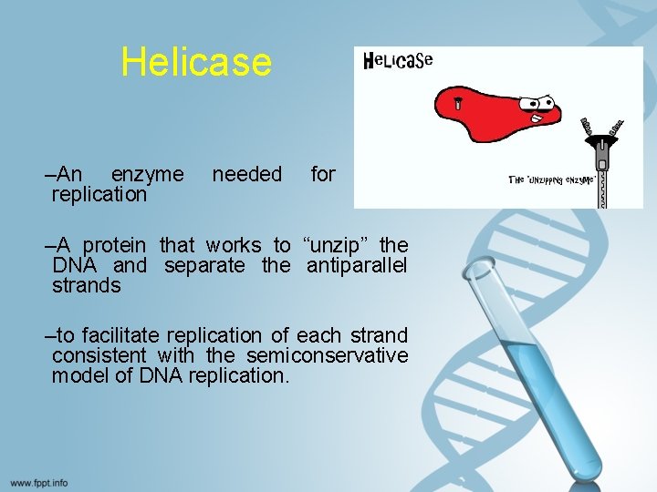 Helicase –An enzyme replication needed for DNA –A protein that works to “unzip” the