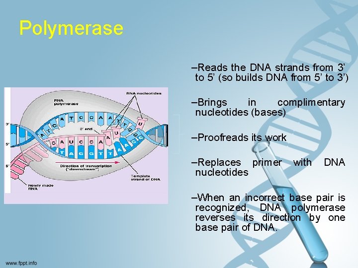 Polymerase –Reads the DNA strands from 3’ to 5’ (so builds DNA from 5’