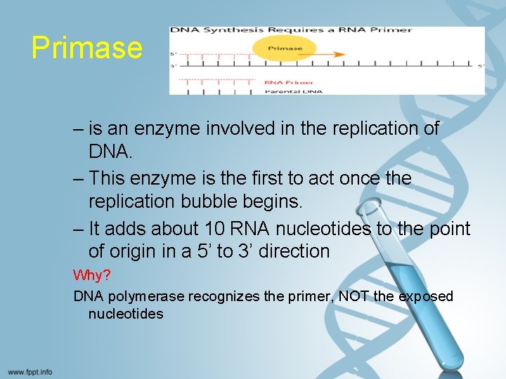 Primase – is an enzyme involved in the replication of DNA. – This enzyme