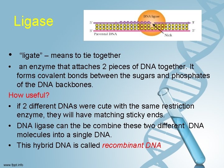 Ligase • “ligate” – means to tie together • an enzyme that attaches 2