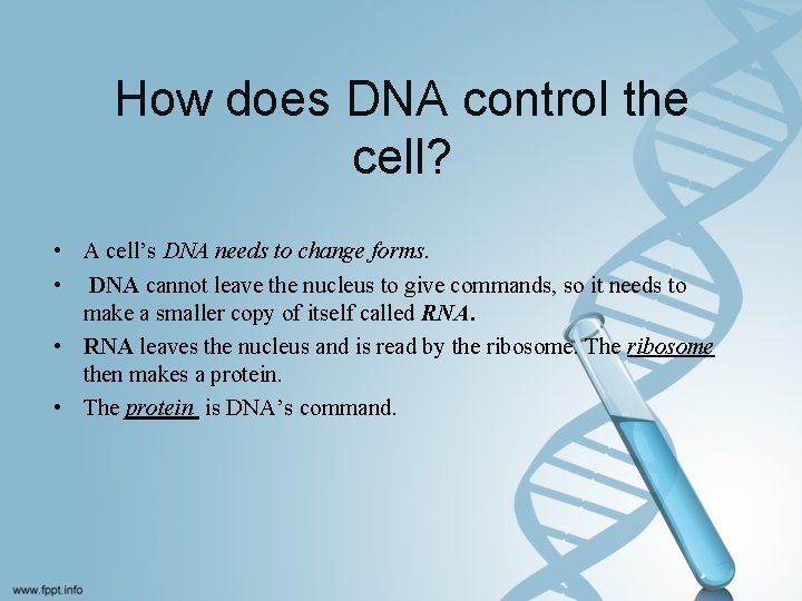 How does DNA control the cell? • A cell’s DNA needs to change forms.