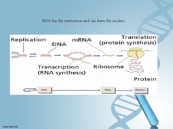 RNA has the instruction and can leave the nucleus 