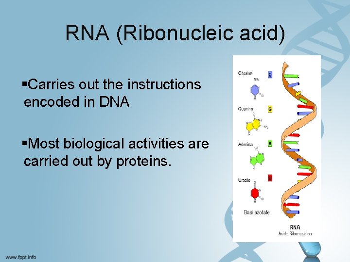 RNA (Ribonucleic acid) §Carries out the instructions encoded in DNA §Most biological activities are