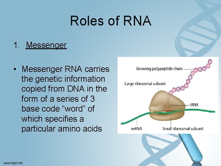 Roles of RNA 1. Messenger • Messenger RNA carries the genetic information copied from