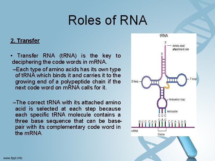 Roles of RNA 2. Transfer • Transfer RNA (t. RNA) is the key to