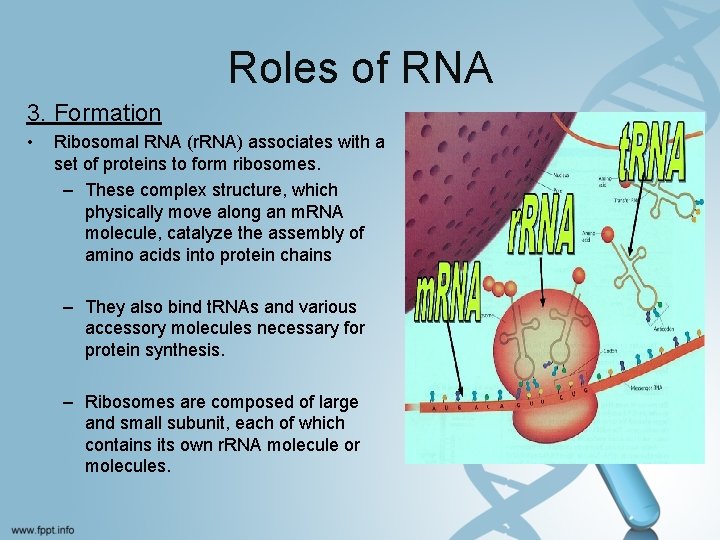 Roles of RNA 3. Formation • Ribosomal RNA (r. RNA) associates with a set