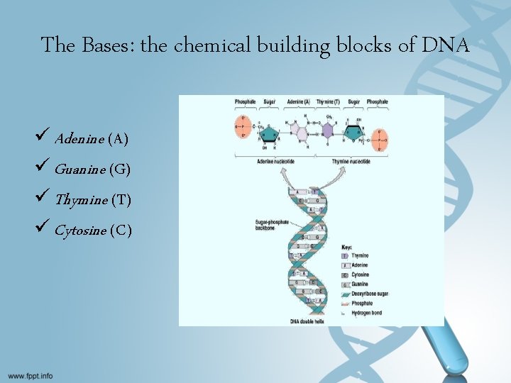 The Bases: the chemical building blocks of DNA ü Adenine (A) ü Guanine (G)