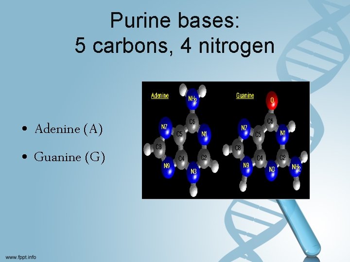 Purine bases: 5 carbons, 4 nitrogen • Adenine (A) • Guanine (G) 