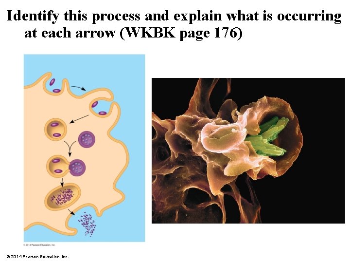 Identify this process and explain what is occurring at each arrow (WKBK page 176)