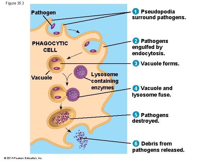 Figure 35. 3 Pathogen 1 Pseudopodia surround pathogens. PHAGOCYTIC CELL 2 Pathogens engulfed by