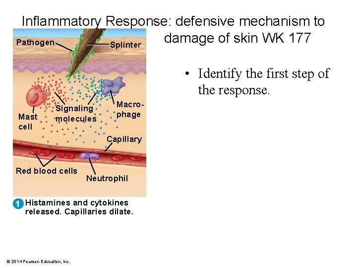 Inflammatory Response: defensive mechanism to damage of skin WK 177 Pathogen Splinter • Identify