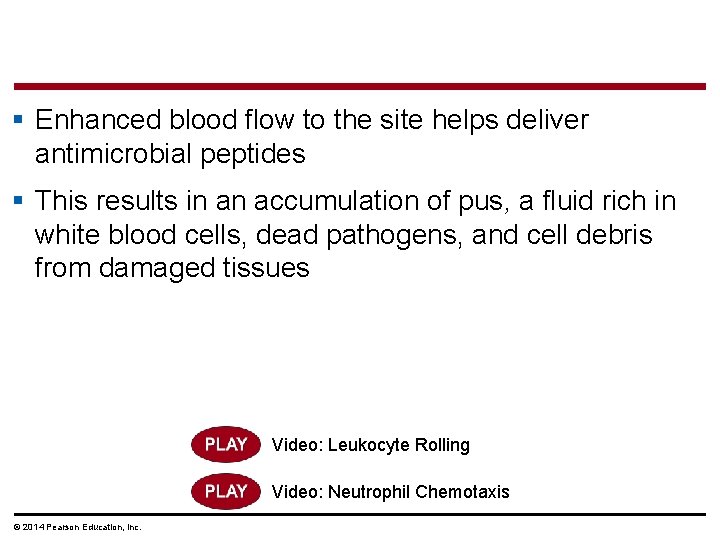 § Enhanced blood flow to the site helps deliver antimicrobial peptides § This results