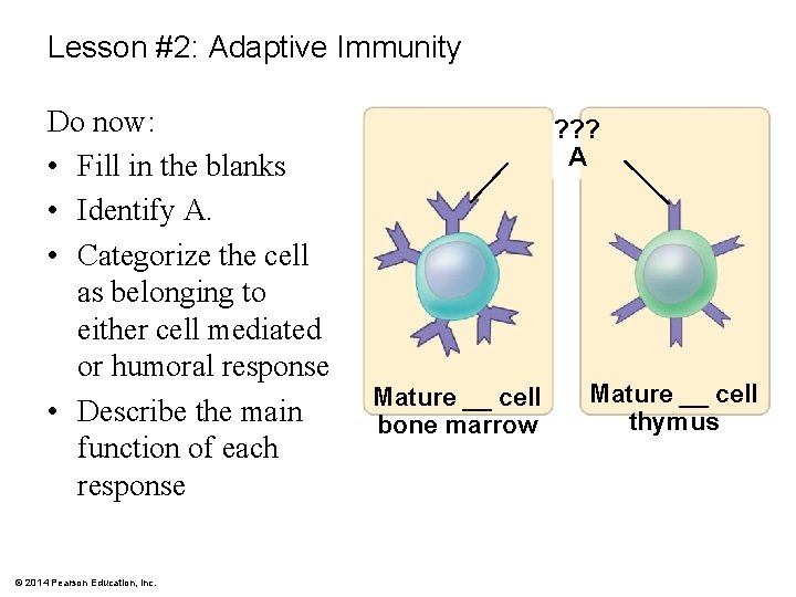 Lesson #2: Adaptive Immunity Do now: • Fill in the blanks • Identify A.