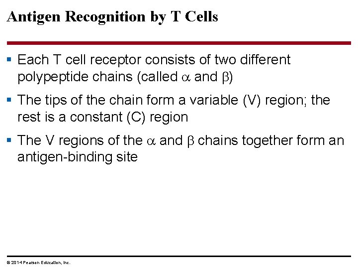 Antigen Recognition by T Cells § Each T cell receptor consists of two different