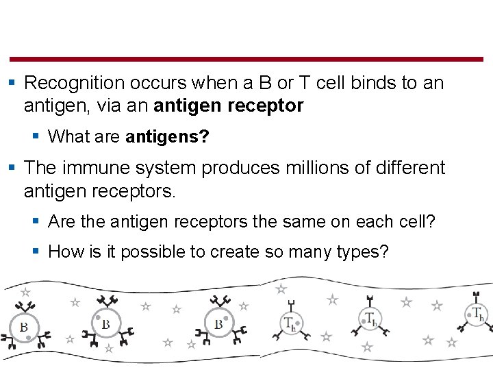 § Recognition occurs when a B or T cell binds to an antigen, via