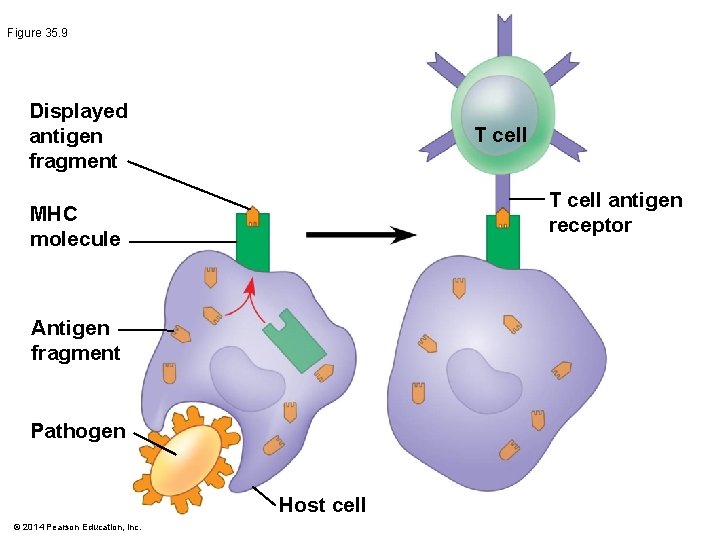 Figure 35. 9 Displayed antigen fragment T cell antigen receptor MHC molecule Antigen fragment