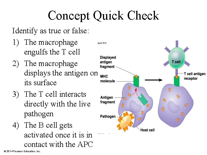 Concept Quick Check Identify as true or false: 1) The macrophage engulfs the T