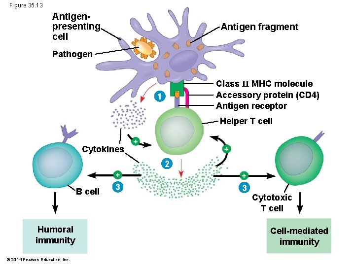 Figure 35. 13 Antigenpresenting cell Antigen fragment Pathogen Class II MHC molecule Accessory protein