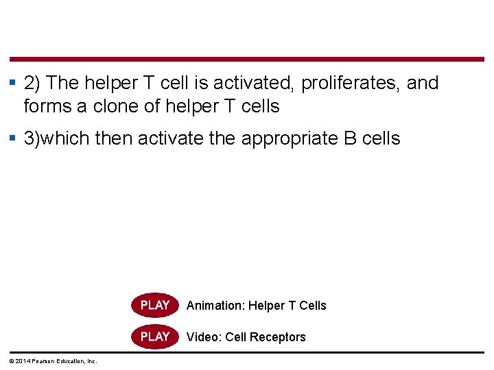§ 2) The helper T cell is activated, proliferates, and forms a clone of
