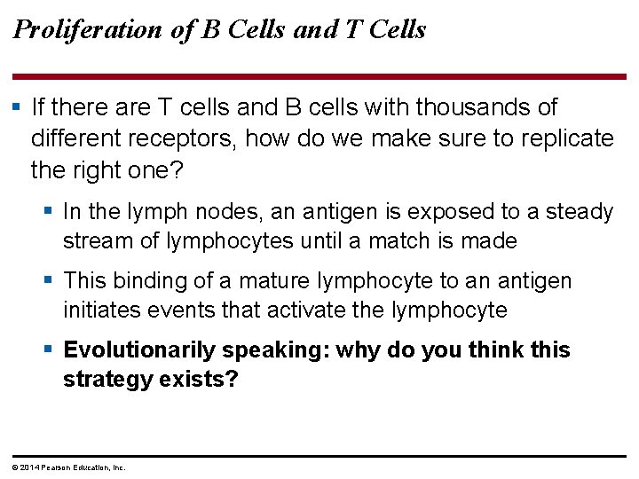 Proliferation of B Cells and T Cells § If there are T cells and