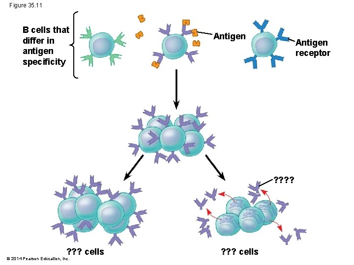 Figure 35. 11 B cells that differ in antigen specificity Antigen receptor ? ?