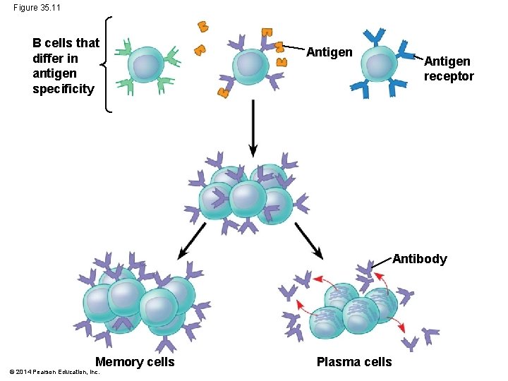 Figure 35. 11 B cells that differ in antigen specificity Antigen receptor Antibody Memory