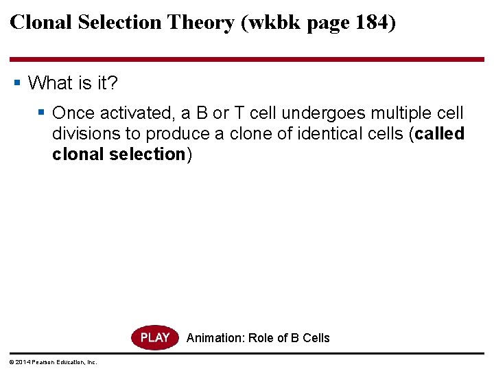 Clonal Selection Theory (wkbk page 184) § What is it? § Once activated, a