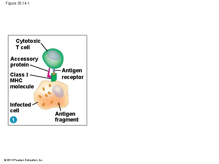 Figure 35. 14 -1 Cytotoxic T cell Accessory protein Class I MHC molecule Infected