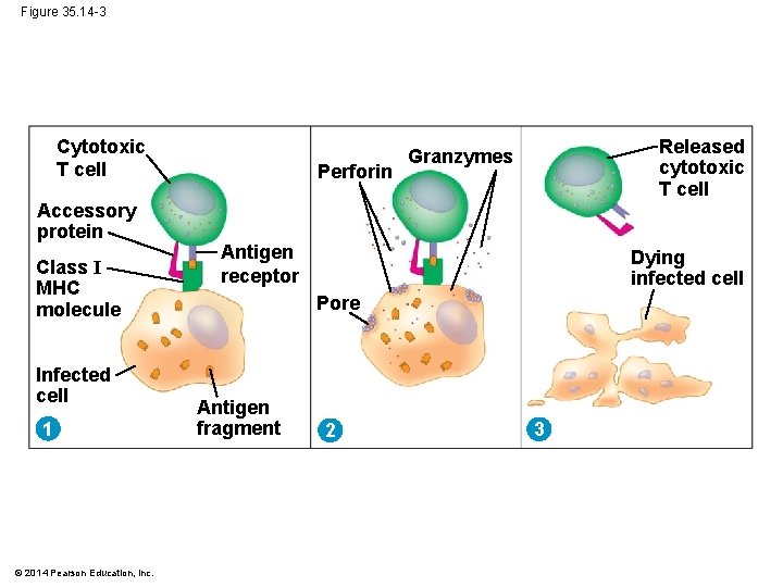 Figure 35. 14 -3 Cytotoxic T cell Accessory protein Class I MHC molecule Infected