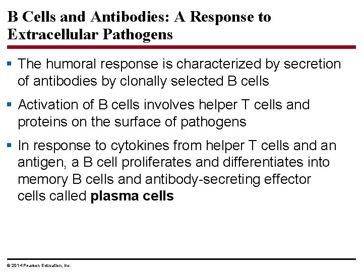 B Cells and Antibodies: A Response to Extracellular Pathogens § The humoral response is