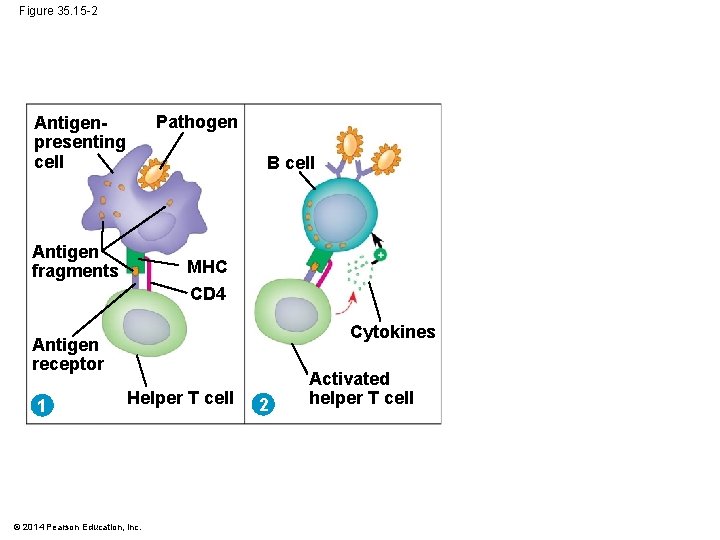 Figure 35. 15 -2 Pathogen Antigenpresenting cell B cell Antigen fragments MHC CD 4