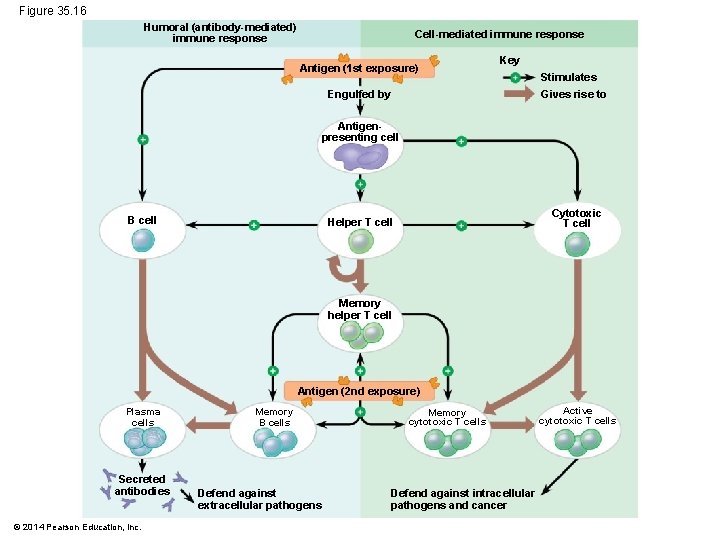 Figure 35. 16 Humoral (antibody-mediated) immune response Cell-mediated immune response Antigen (1 st exposure)